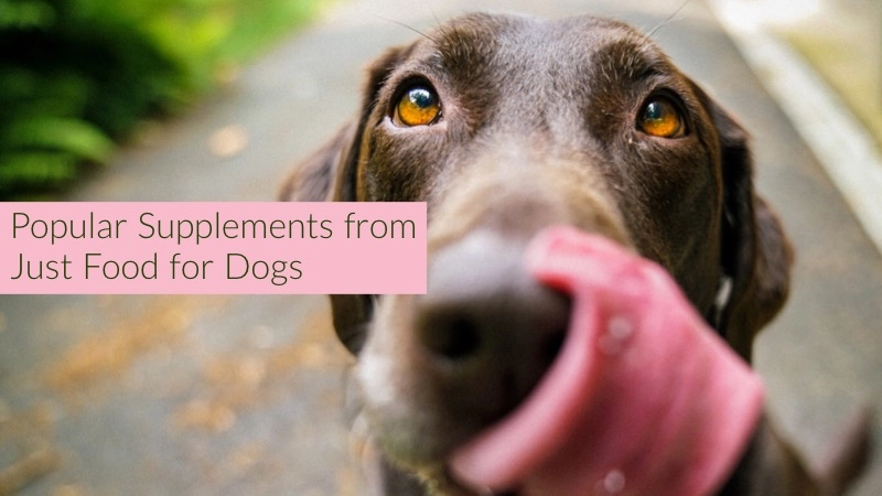 5 Popular Just Food for Dogs Supplements and How They Help 01