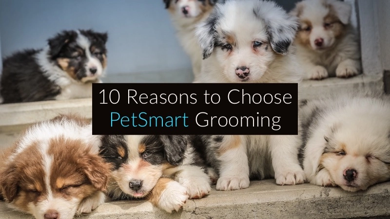 10 Reasons to Treat Pooch with PetSmart Grooming 01