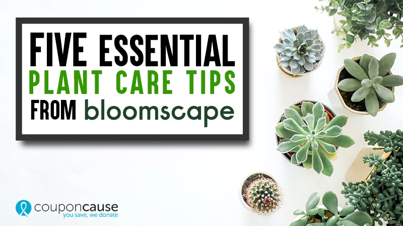 5 Essential Plant Care Tips Courtesy of Bloomscape 01