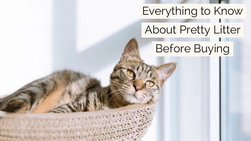 Is Pretty Litter Safe? - Everything to Know Before You Buy 01
