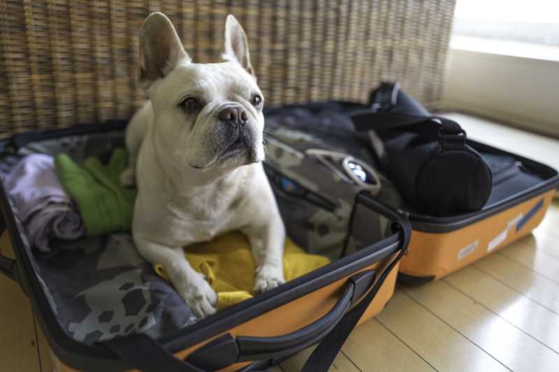 Don't leave you pets at home. Book with VRBO and find pet friendly